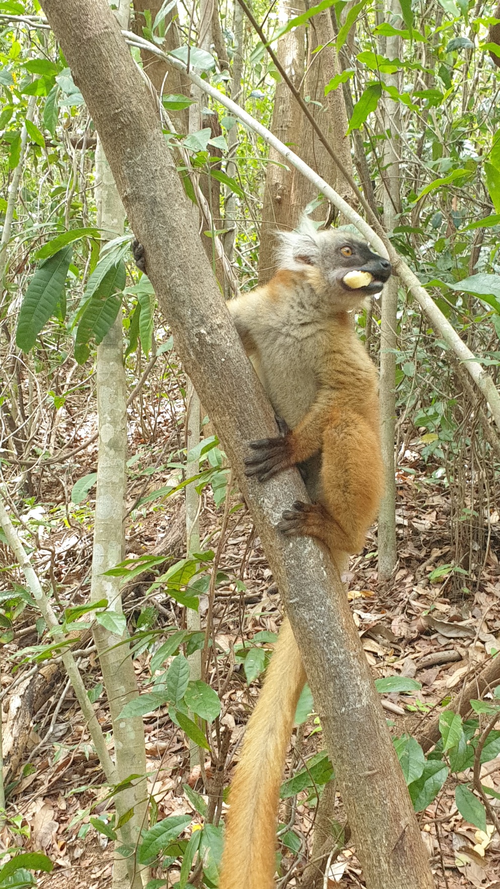 Madagaskar085