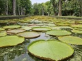 Mauritius034